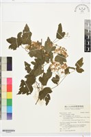 串鼻龍藏品圖，第1張