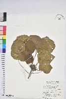 圓葉血桐藏品圖，第1張