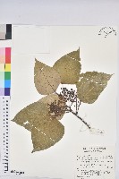 紅肉橙蘭、華血桐藏品圖，第1張