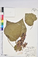 蟲屎藏品圖，第1張