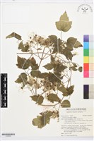 串鼻龍藏品圖，第1張