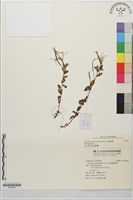 彭氏柳葉菜藏品圖，第1張