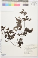 巴氏鐵線蓮藏品圖，第1張