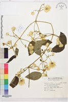 銹毛鐵線蓮藏品圖，第1張