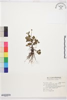 水辣菜、禺毛茛藏品圖，第1張