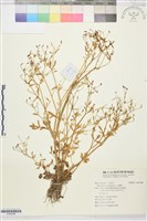 石龍芮藏品圖，第1張