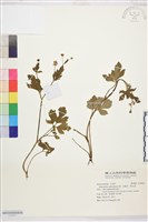 水辣菜、禺毛茛藏品圖，第1張