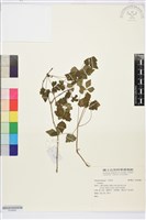 高山鐵線蓮藏品圖，第1張