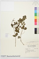 高山鐵線蓮藏品圖，第2張