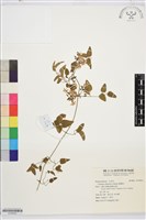 威靈仙藏品圖，第1張