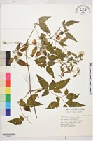 小木通藏品圖，第1張