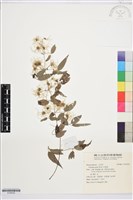 串鼻龍藏品圖，第1張