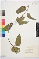 亨利氏鐵線蓮藏品圖，第1張