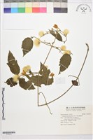 銹毛鐵線蓮藏品圖，第1張