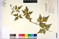 臺灣烏頭藏品圖，第1張