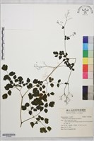 傅氏唐松草藏品圖，第1張