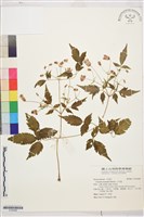 小木通藏品圖，第1張