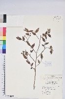 毛蕊花藏品圖，第1張