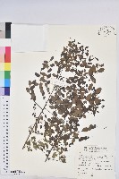 多花油柑、白仔藏品圖，第1張