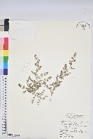 匐根大戟藏品圖，第1張