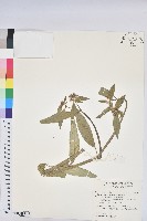 白苞猩猩草藏品圖，第1張