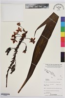 登錄號:S195624藏品圖，第1張