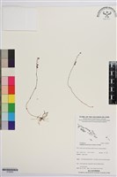 登錄號:S195625藏品圖，第1張