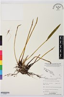 登錄號:S195627藏品圖，第1張