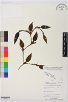 登錄號:S195629藏品圖，第1張