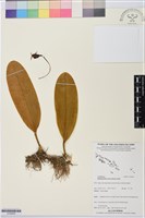 登錄號:S195630藏品圖，第1張