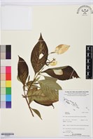 登錄號:S195631藏品圖，第1張