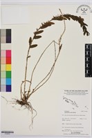 台灣竹葉蘭藏品圖，第1張