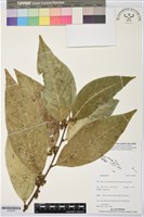 登錄號:S195636藏品圖，第1張