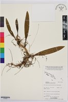 登錄號:S195638藏品圖，第1張