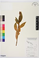 登錄號:S195640藏品圖，第1張