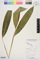 登錄號:S195641藏品圖，第1張