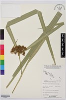 割雞芒、臺灣割雞藏品圖，第1張