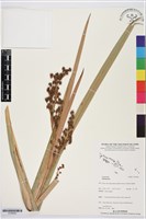 登錄號:S195643藏品圖，第1張