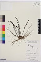 登錄號:S195646藏品圖，第1張