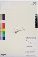 登錄號:S195647藏品圖，第1張