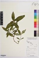 登錄號:S195648藏品圖，第1張