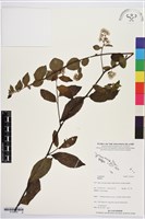 登錄號:S195649藏品圖，第1張