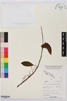 登錄號:S195650藏品圖，第1張