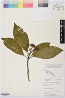 登錄號:S195651藏品圖，第1張