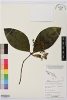 登錄號:S195652藏品圖，第1張