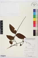 登錄號:S195654藏品圖，第1張