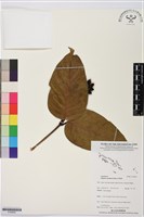 登錄號:S195655藏品圖，第1張