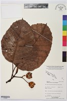 登錄號:S195656藏品圖，第1張