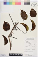 登錄號:S195657藏品圖，第1張