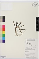 登錄號:S195658藏品圖，第1張